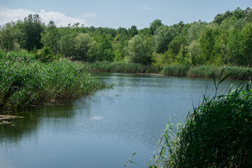 A beautiful lake surrounded by reeds and trees