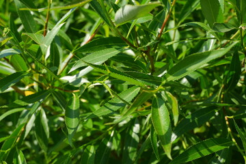 Green tree branch. Beautiful tree. Nature