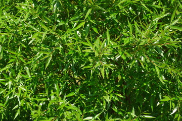 Green tree branch. Beautiful tree. Nature