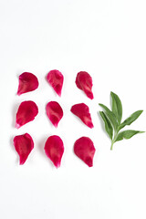 pink rose petals or peony with green leaves on a white background for a postcard. copy space for text