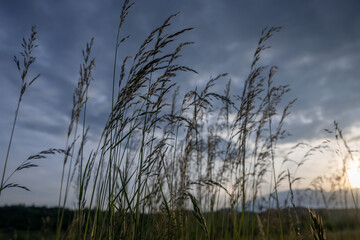 Obraz premium grass and sky