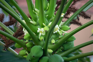 Flor do pá de mamão.