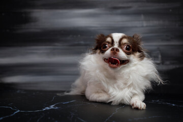 Long haired chihuahua dog closeup portrait isolated on black background.