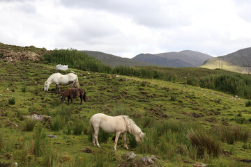 Fototapeta premium horses in the mountains