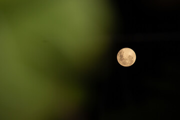 Lua Cheia ao lado de uma folha