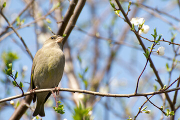 Linnet sitting on a branch