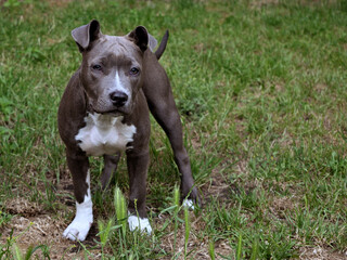 animal pet dog american staffordshire terrier amstaff pit-bull gray blue white