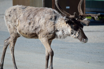 reindeer in rural enviroment