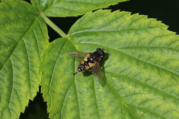 Sumpfschwebfliegen Art