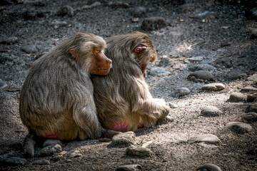 Zwei Paviane kuscheln sich aneinander
