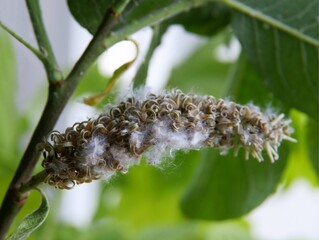 Salix caprea tree with catkins at spring