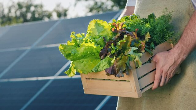 Farmer holds a box of lettuce and greenery against the background of solar power plant panels. Side view