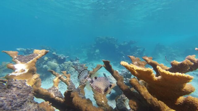 4k Close Underwater Shot Of Smooth Trunkfish Boxfish Swimming On The Coral Reef In Clear Blue Water At Beautiful Summer.