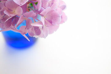 紫陽花の花 ブルーのグラス 白背景 左にコピースペース