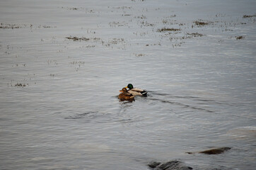 male and female mallar duck swimming out into sea