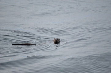 otter in fjord