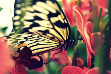 Plakat Butterfly on a flower