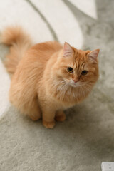 見つめる猫（マンチカン）