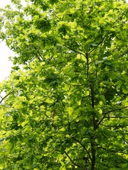 linden tree with green foliage at spring