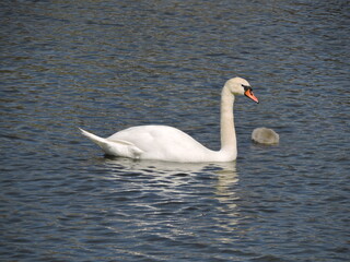 swans on the lake