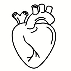 Human Heart organ outline icon. linear style sign. Heart line art. Vector graphics