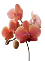 Fototapeta na wymiar orchid Phalaenopsis with brpwn petals close up