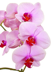 Obraz na płótnie Canvas orchid Phalaenopsis blossoming close up