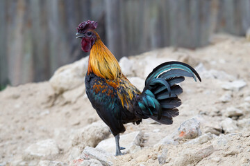 cock on the farm