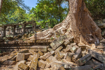 Naklejka premium Beng Mealea temple ruins and banyan tree, the Angkor Wat style located east of the main group of temples at Angkor, Siem Reap, Cambodia.