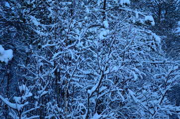 frosty and snowy winter wilderness in december