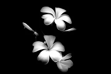 Rolgordijnen Black and White plumeria flowers on a dark background in nature © SIRAPOB