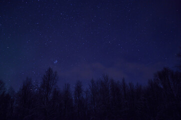 stars on winter night over birch trees