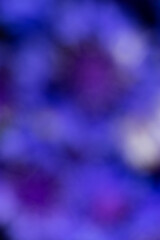 Blurred background in blue tones. Bokeh, unfocus. Summer background.