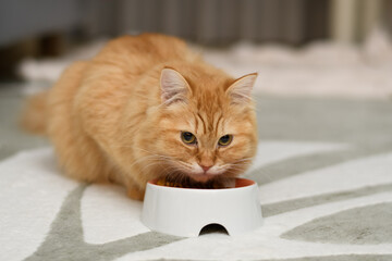 座って食事中の猫（マンチカン）