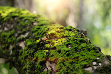 Small moss grows on moist bark, shining on a dark background in nature.