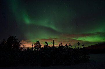 Obraz na płótnie Canvas majestic aurora borealis dancing on night sky over spruce trees and field in the arctic circle
