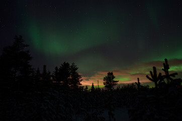 majestic aurora borealis dancing on night sky over spruce trees and field in the arctic circle