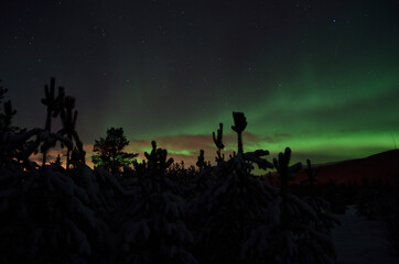 majestic aurora borealis dancing on night sky over spruce trees and field in the arctic circle