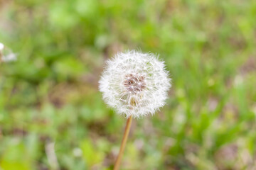 White dandelions in the green grass. The most common flowers in the world. Warm summer day. Air. Plants. Summer flowers.