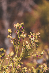Lingonberry