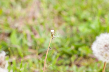 White dandelions in the green grass. The most common flowers in the world. Warm summer day. Air. Plants. Summer flowers.