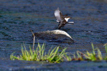 
Wasseramsel und Bachstelze bei Revierstreitigkeiten	