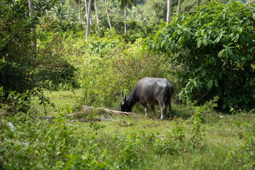 A buffalo with large horns grazes on the lawn in a green tropical jungle.