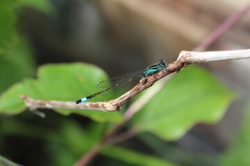 Ischnura elegans - Große Pechlibelle