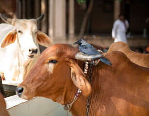 Indian cow Ahmedabad city