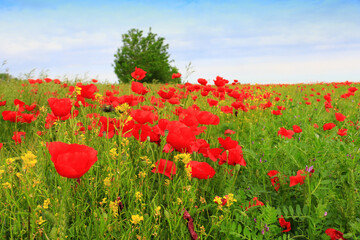 Beautiful field of red poppies