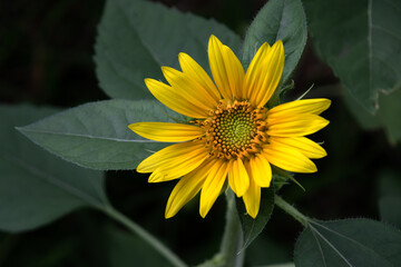 Small sunflower in nature with leaves background.