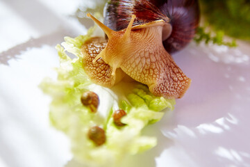 Achatina  snails