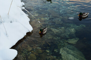male mallard duck in cold sea water