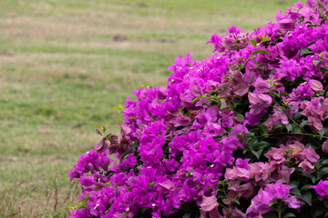 pink and purple flowers pattern in public park with green field background.